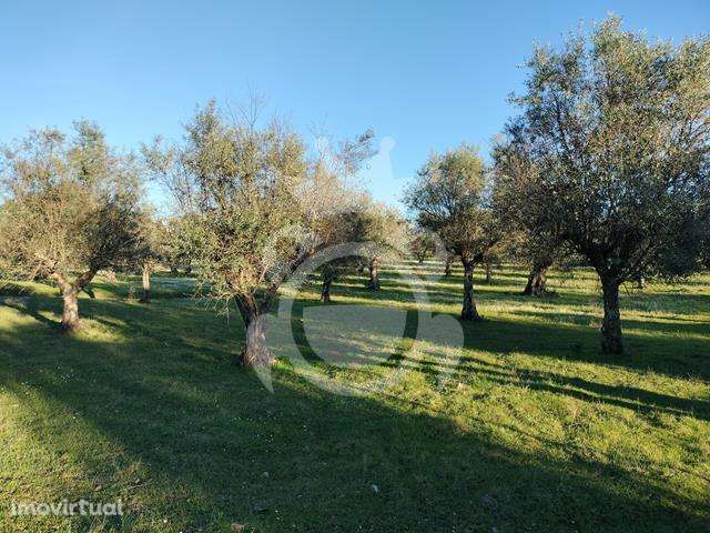 OLIVAL PARA VENDA EM CARRAPATELO - CORVAL - Grande imagem: 5/29