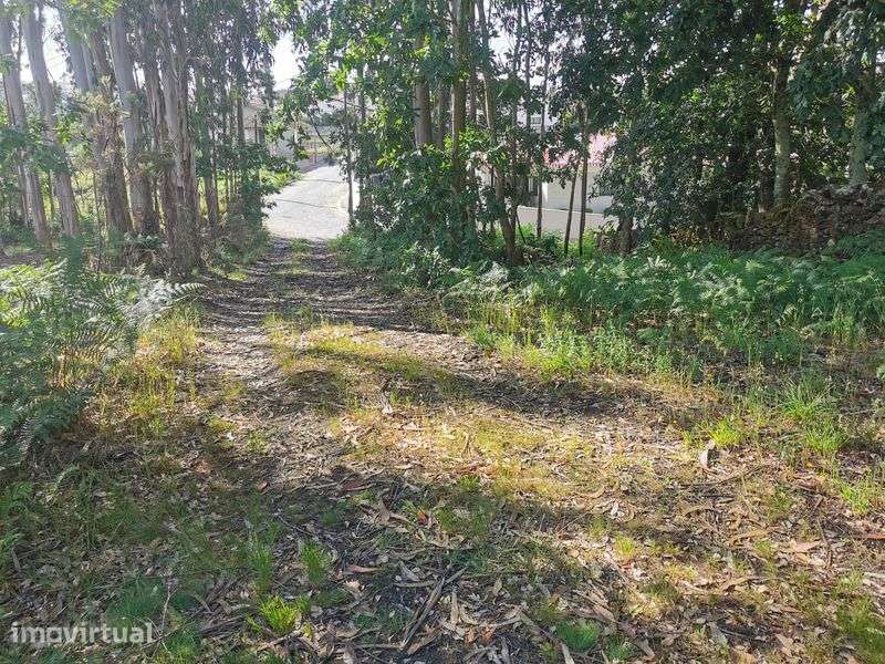 Terreno florestal - Grande imagem: 4/4