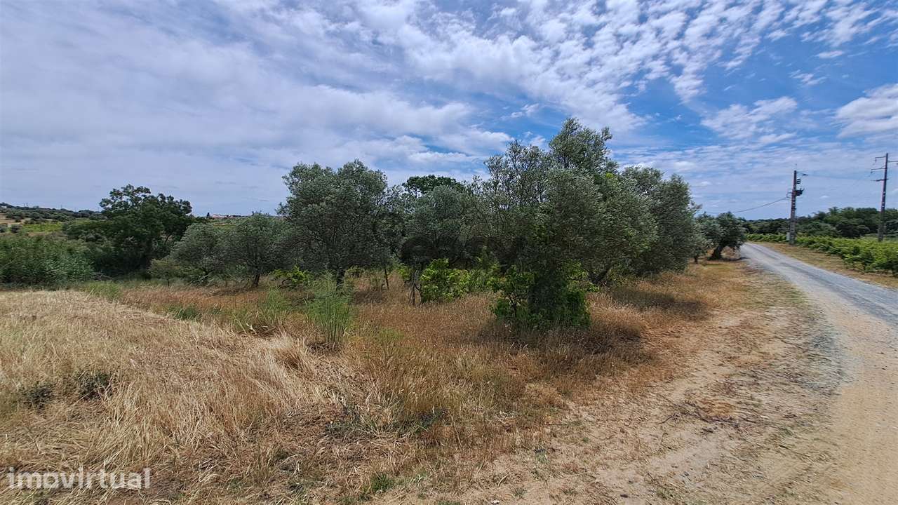 Terreno rústico com 5.250 m2 com Oliveiras e Pé de Vinha - Grande imagem: 2/8