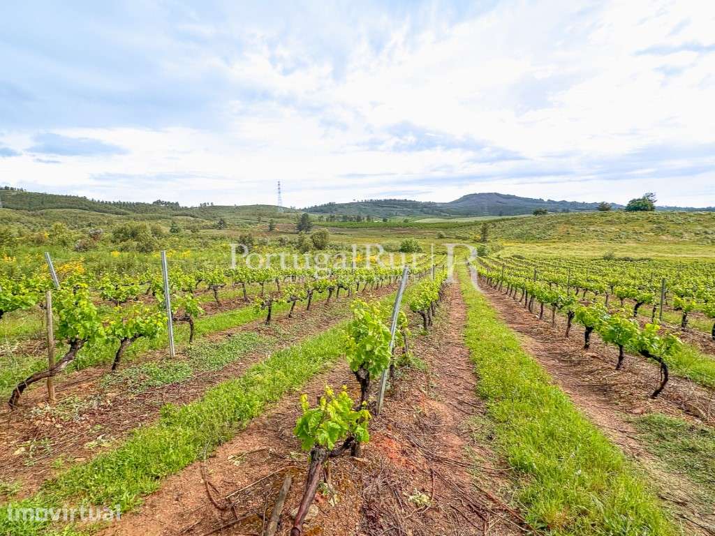 Quinta de 30ha para agricultura, com cerejal e vinha - Grande imagem: 3/11