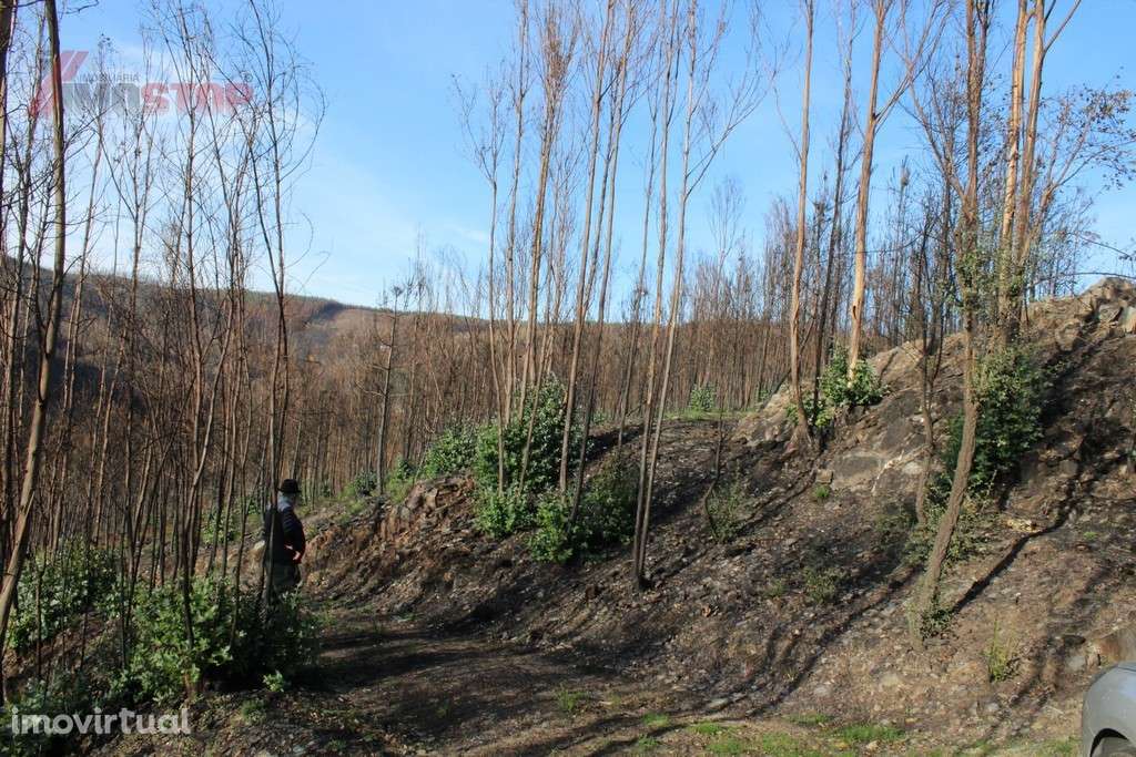 Terreno Rústico bem localizado em Canelas - Arouca - Grande imagem: 3/8