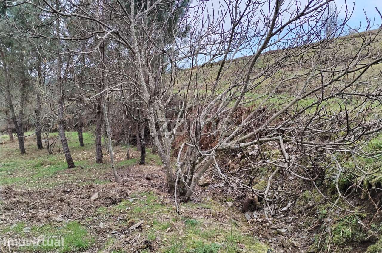 Terreno agricola e florestal. - Grande imagem: 5/34