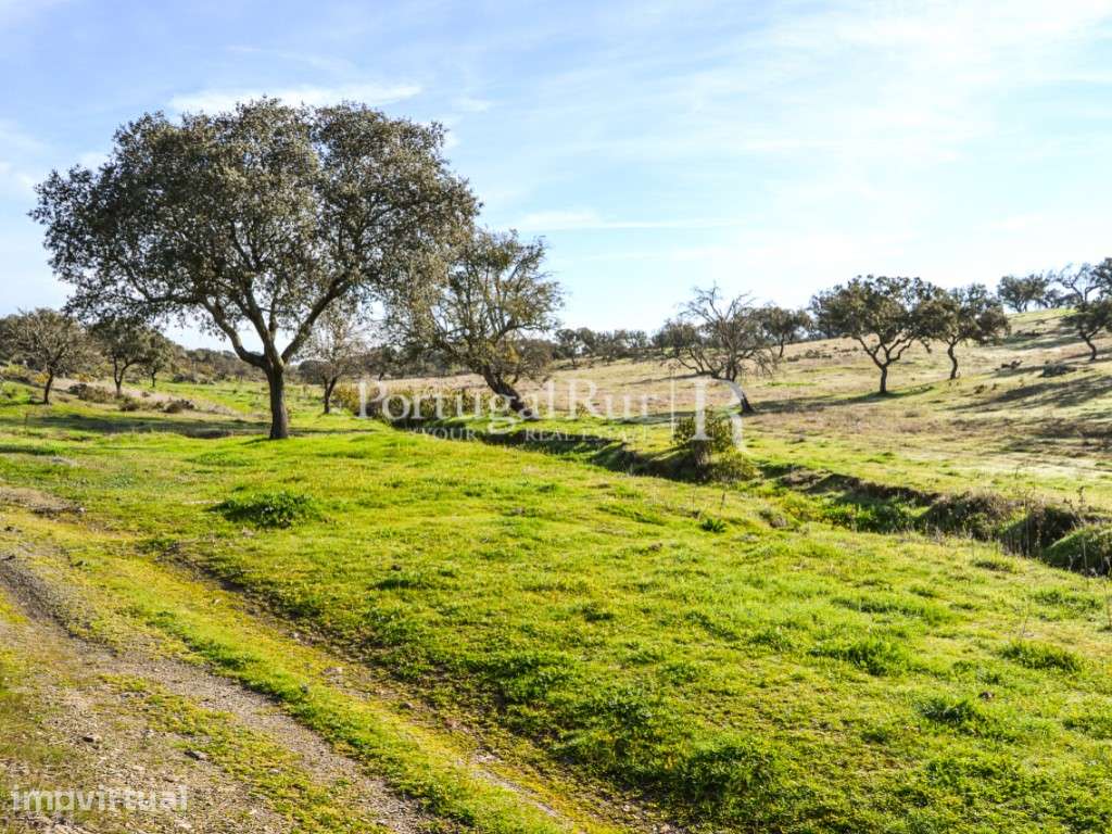 Herdade de 60 ha e monte, em Reguengos de Monsaraz - Grande imagem: 5/29