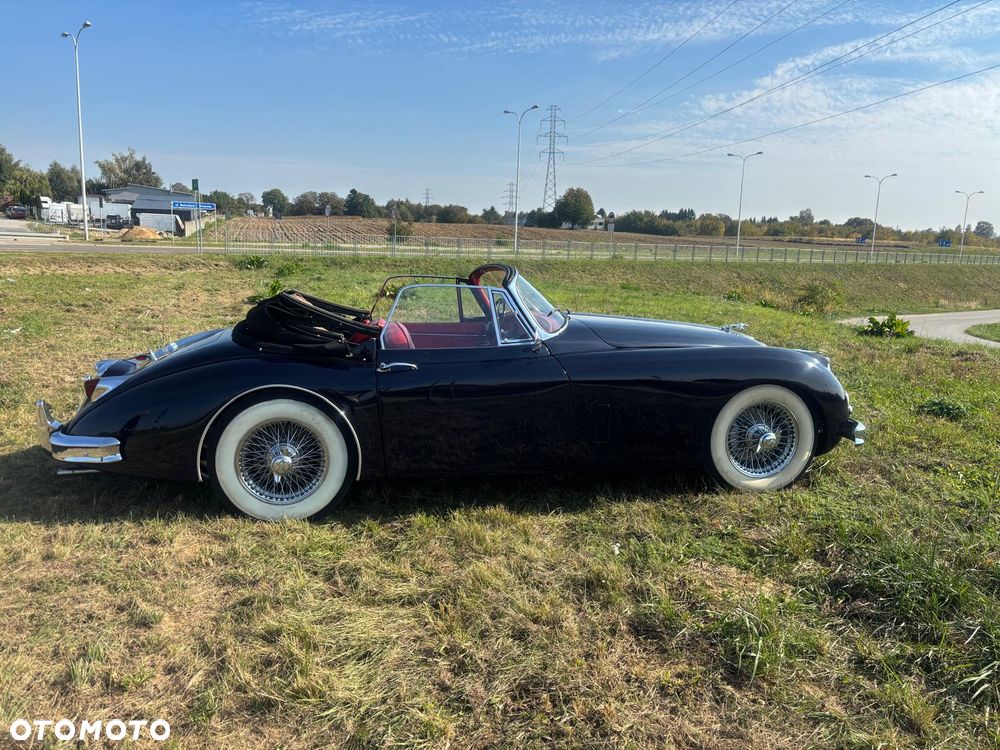 Jaguar Inny - 2