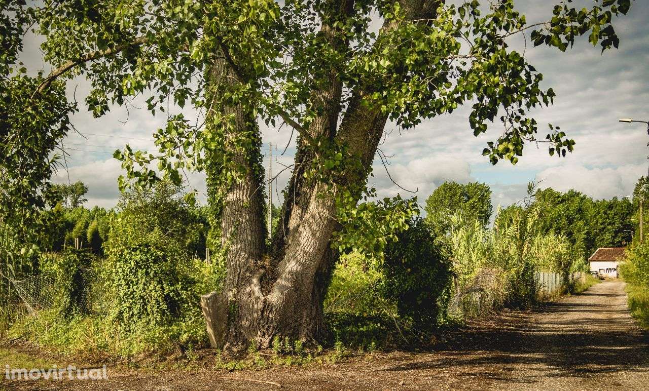 Terreno rústico, Rua do Rio Velho, Mamarrosa, Oliveira do Bairro - Grande imagem: 4/11