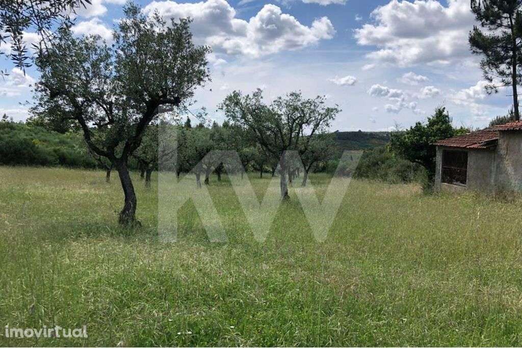 Terreno agrícola com Casa de arrumos para reconstrução | Bom acesso - Grande imagem: 4/11