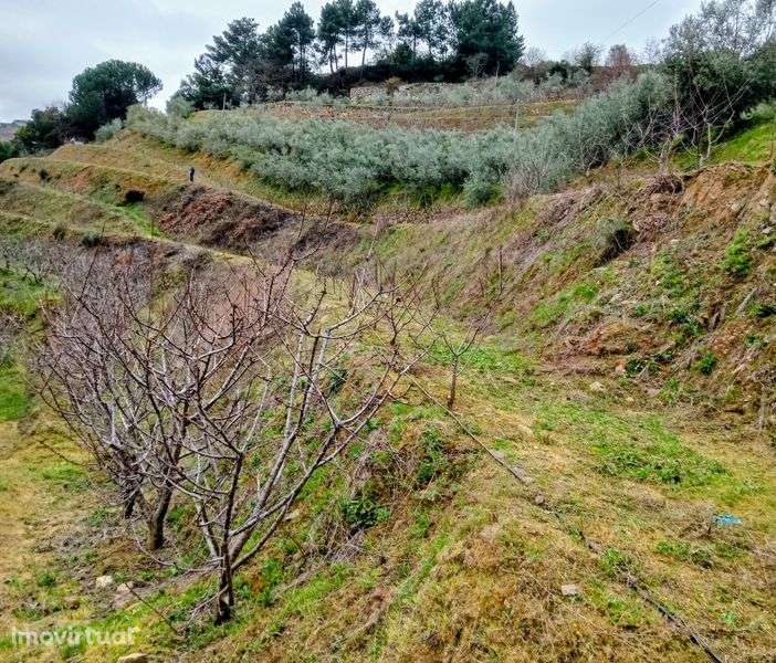 Terreno agrícola - Grande imagem: 3/7