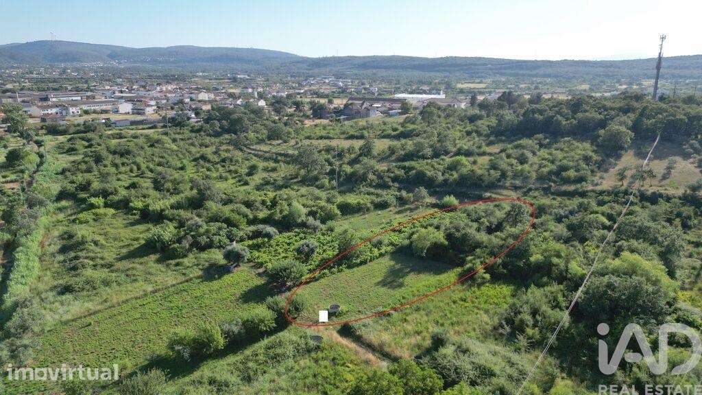 Terreno Agrícola em Avelar - Grande imagem: 3/19