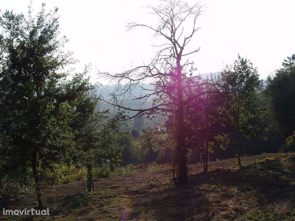Terreno em Refóios do Lima- Ponte de Lima. - Grande imagem: 5/6