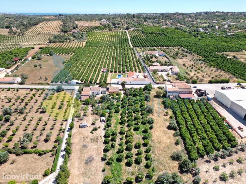 Quinta com Pomar de citrinos e casa térrea - Grande imagem: 2/13