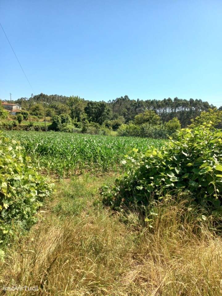 Terreno Rústico para venda em Escariz, Arouca - Grande imagem: 2/5