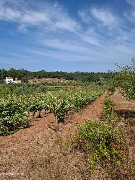 Terreno agrícola - Grande imagem: 2/6