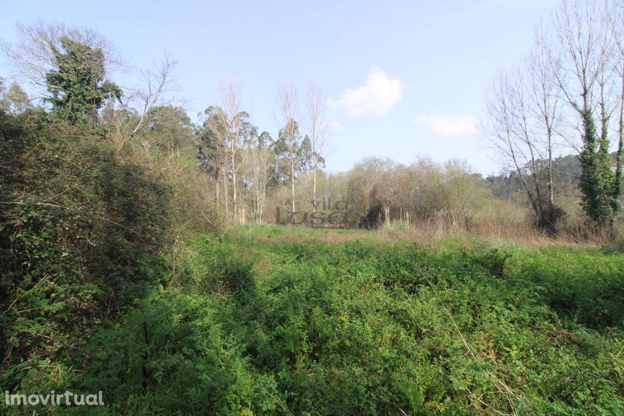 Terreno Agrícola com 4.800 m² | Olival - Grande imagem: 3/6