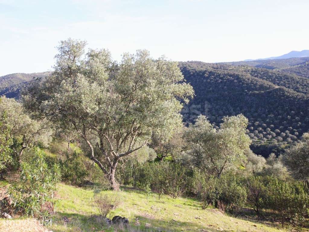 Herdade com acesso direto ao Rio Tejo Parque Natural do Tejo Intern... - Grande imagem: 5/15