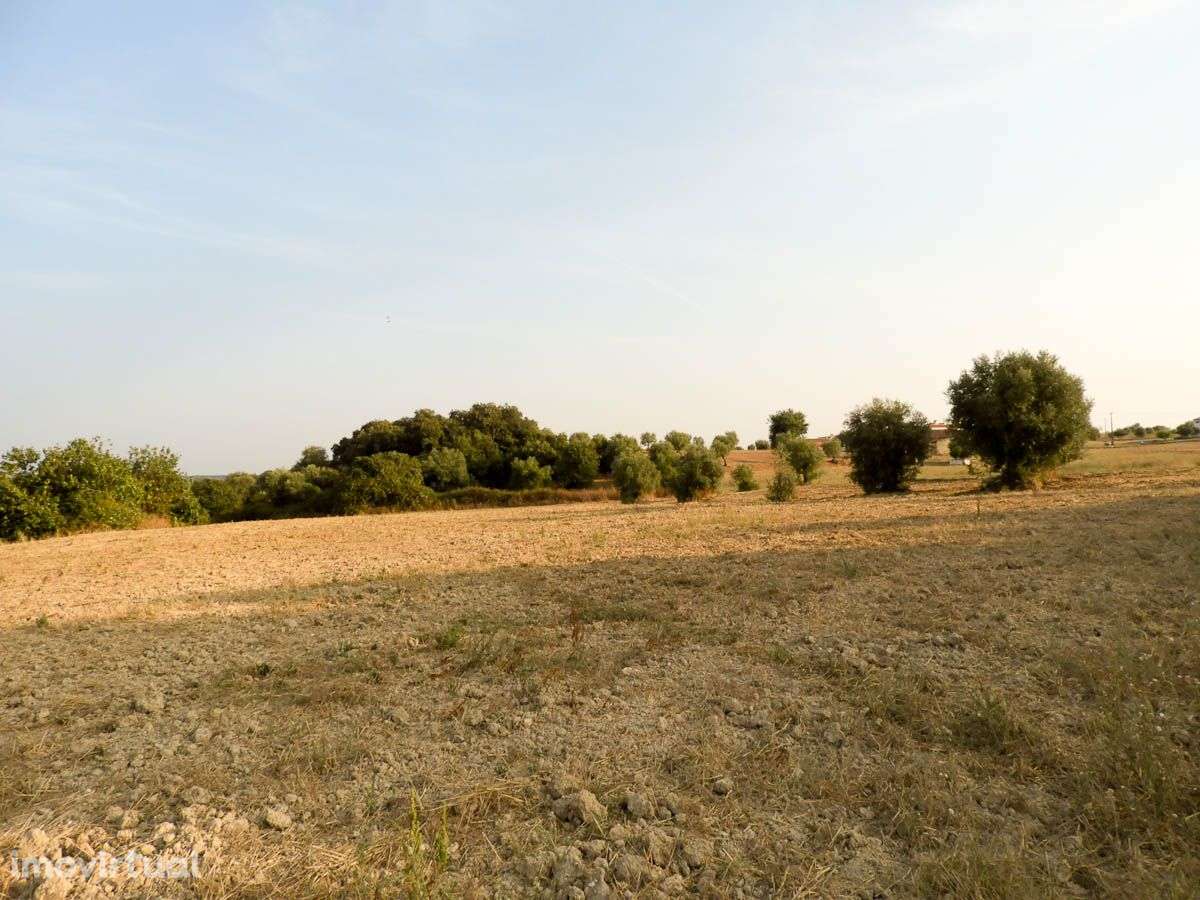 Terreno com Projecto Aprovado para Lar - Grande imagem: 2/11