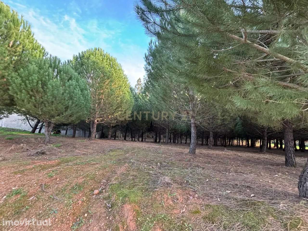 Terreno rústico - Casal Novo - Ferreira do Zêzere - Grande imagem: 5/14