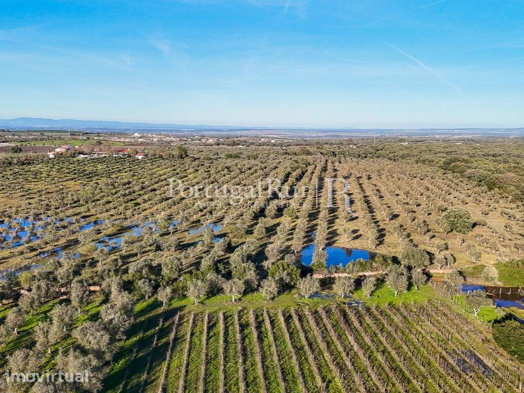 Quinta de 9,6 ha com ruína e vinha em Estremoz - Grande imagem: 3/30