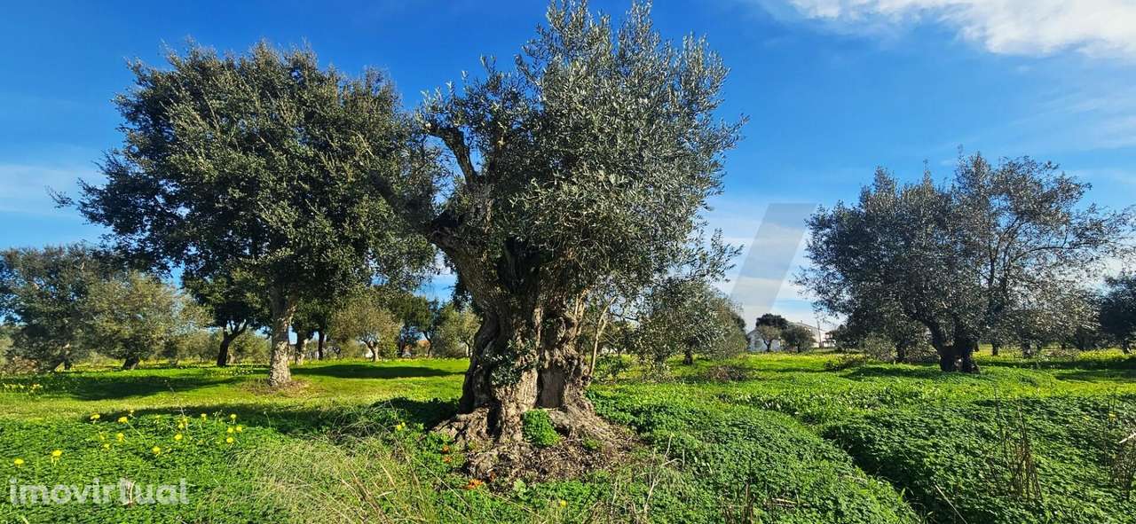 Desenvolvimento Premium: 1,2 Hectares urbanos no Centro de Melides - Grande imagem: 2/24