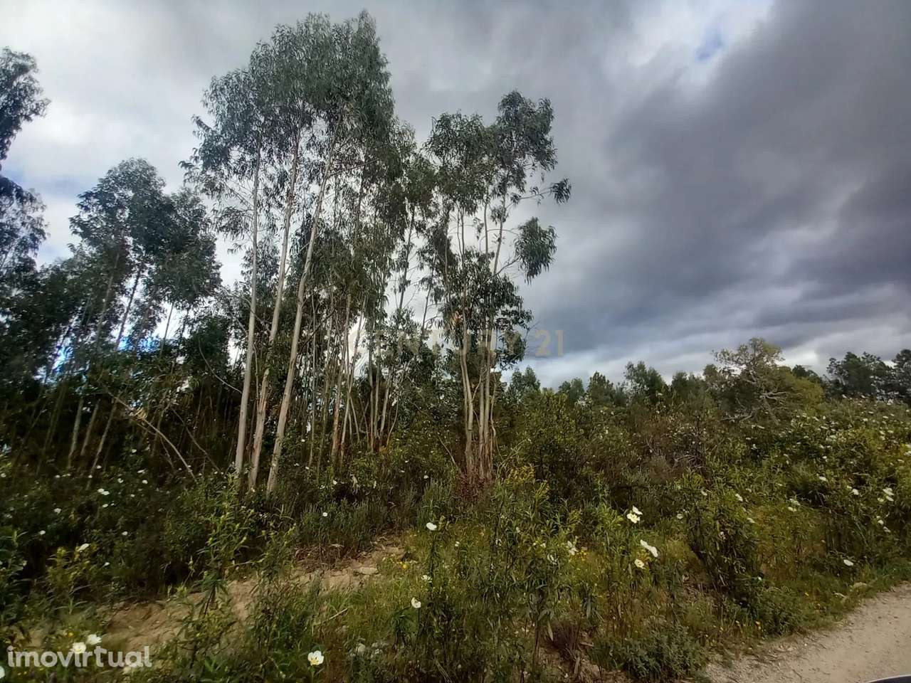 Terreno Panorâmico em Sarnadas de Ródão, Castelo Branco - Grande imagem: 3/7
