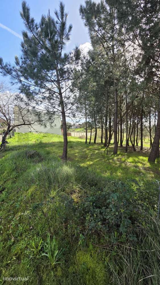 Terreno para Construção em Montouro – Oliveira do Bairro - View 5