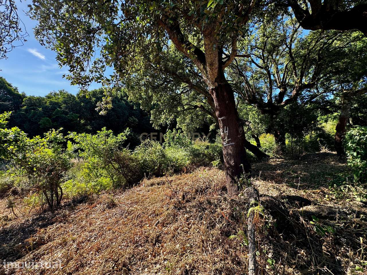 Bosque com 2,65 Hectares e Duas Casas em Pedra para Restaurar em Abrag - Grande imagem: 5/39