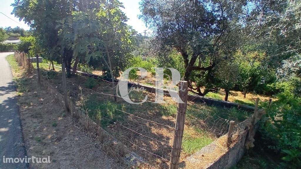 Terreno rustico a confinar com ribeiro em Figueiró dos Vinhos - Grande imagem: 4/19