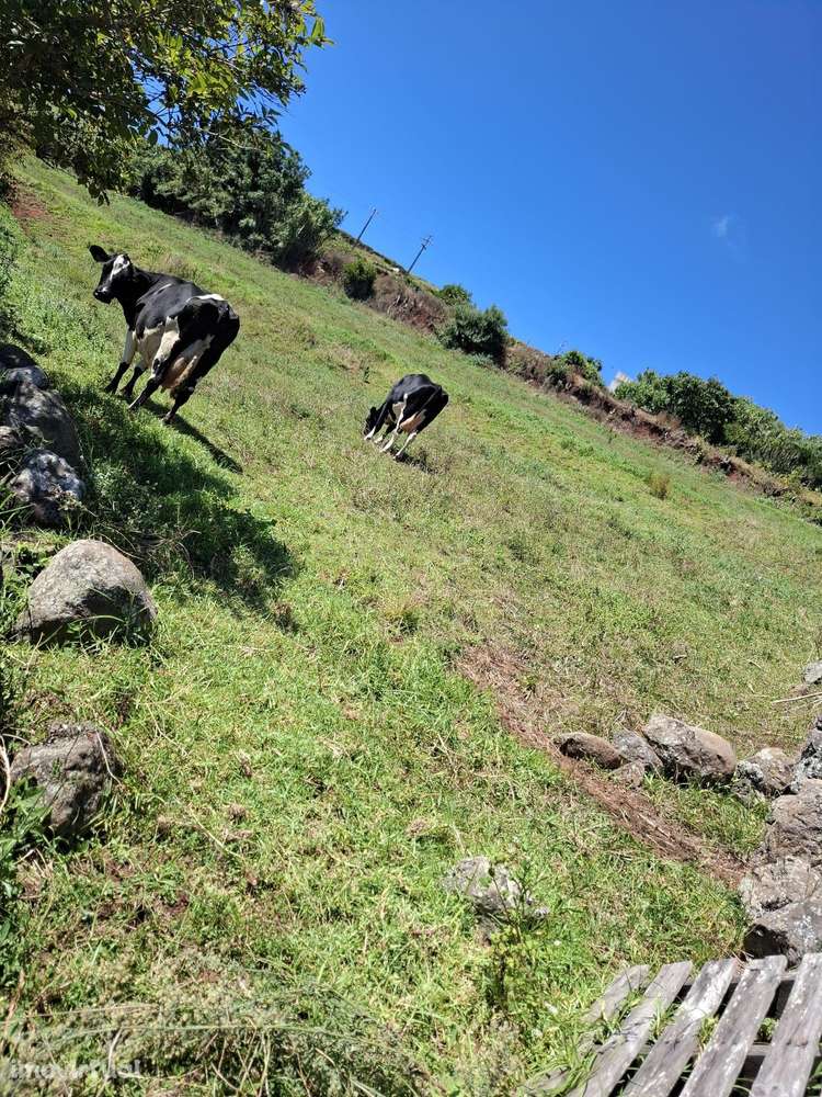 Terreno com 2717 metros quadrados em Vila de São Sebastião, Angra do H - Grande imagem: 2/3