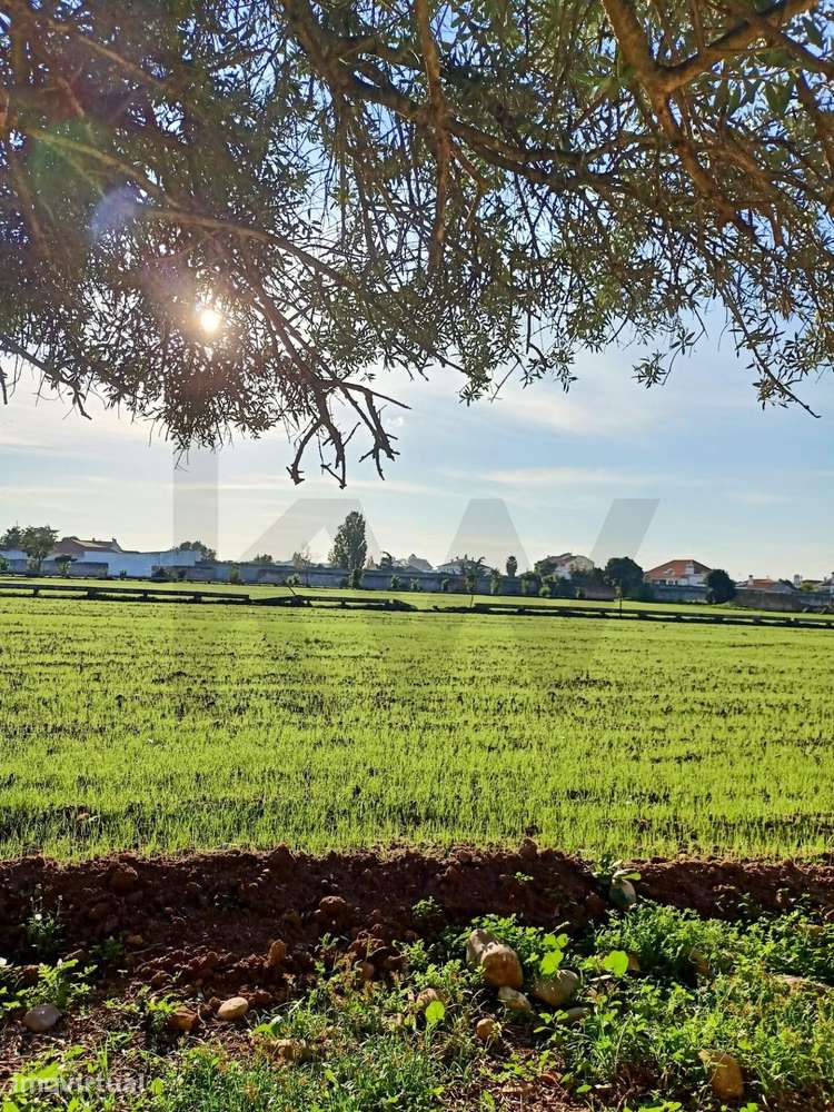 Terreno para Construção * 2,9 hectares na Golegã, em plena Malha Urban - Grande imagem: 4/15