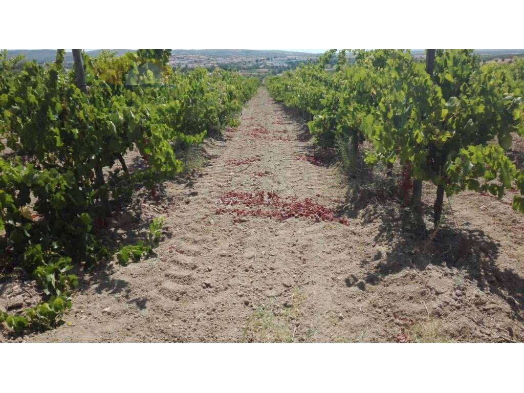 Terreno | com vinhas de sequeiro em plena produção | Bom acesso - Grande imagem: 3/11