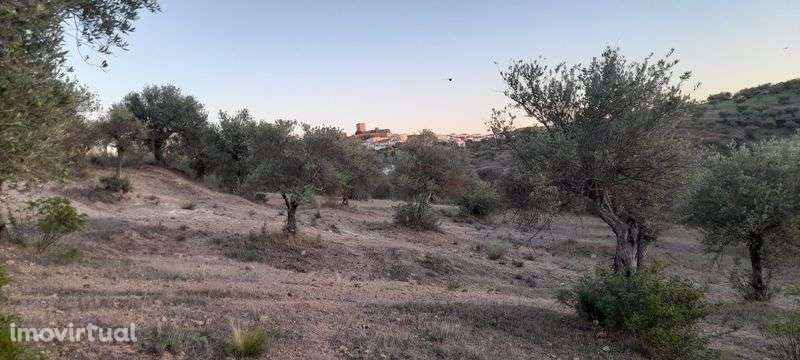 Vende-se olival 2.5ha - Grande imagem: 2/8