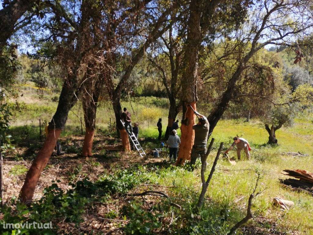 Terreno da Figueira Regal , Sardoal - Grande imagem: 2/10
