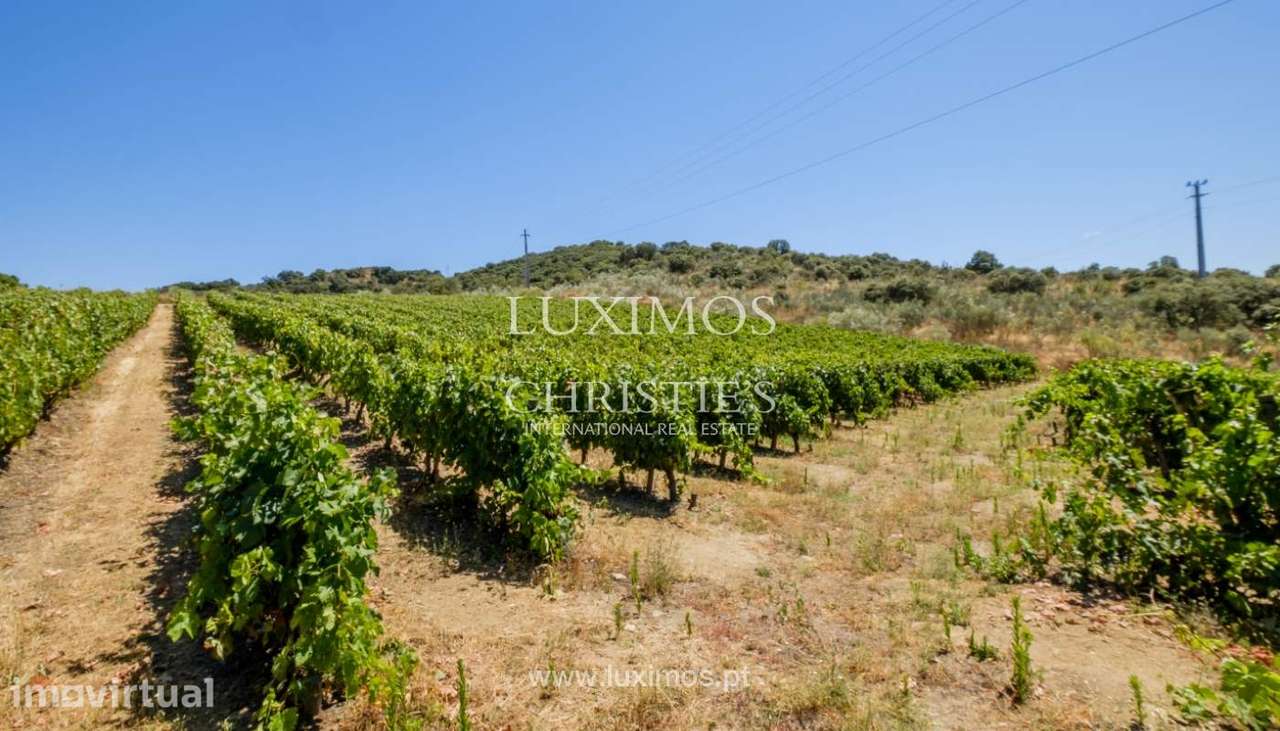 Venda: propriedade agrícola na região do Douro Superior, Torre de Mo - Grande imagem: 5/34