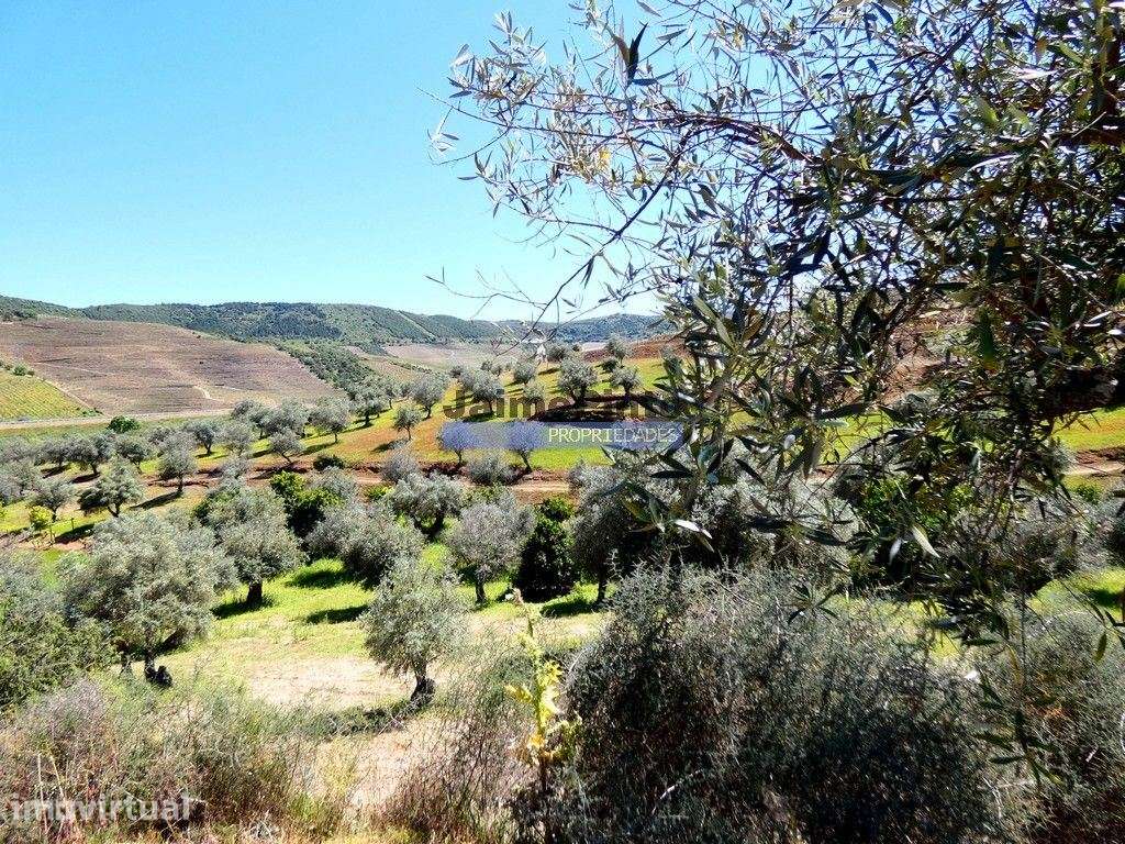 Quinta, Olival, Vinha, Casa Agrícola, no Pocinho. Portugal, V. N. F... - Grande imagem: 2/9