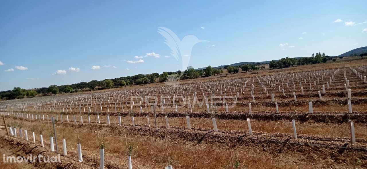 Olival Super Intensivo de 5,9ha à venda em Cano- Sousel - Grande imagem: 5/12