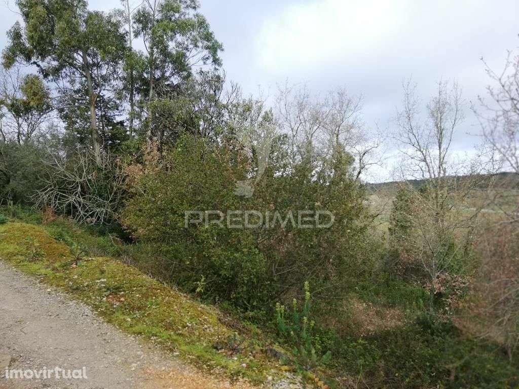 Lote terreno 3 337 m2 construção- Mata- Condeixa-a-Nova - Grande imagem: 3/6