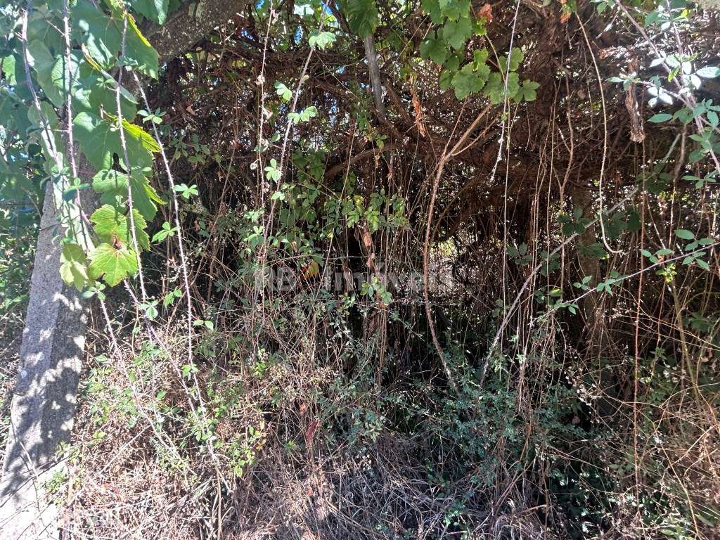 Terreno silvado com nora - Abadia, Serra de Tomar - Grande imagem: 5/12