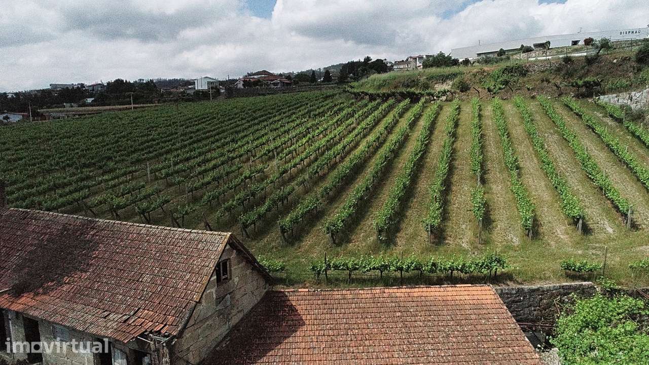 Quinta com Vinha em Valpedre – Penafiel - Grande imagem: 3/9