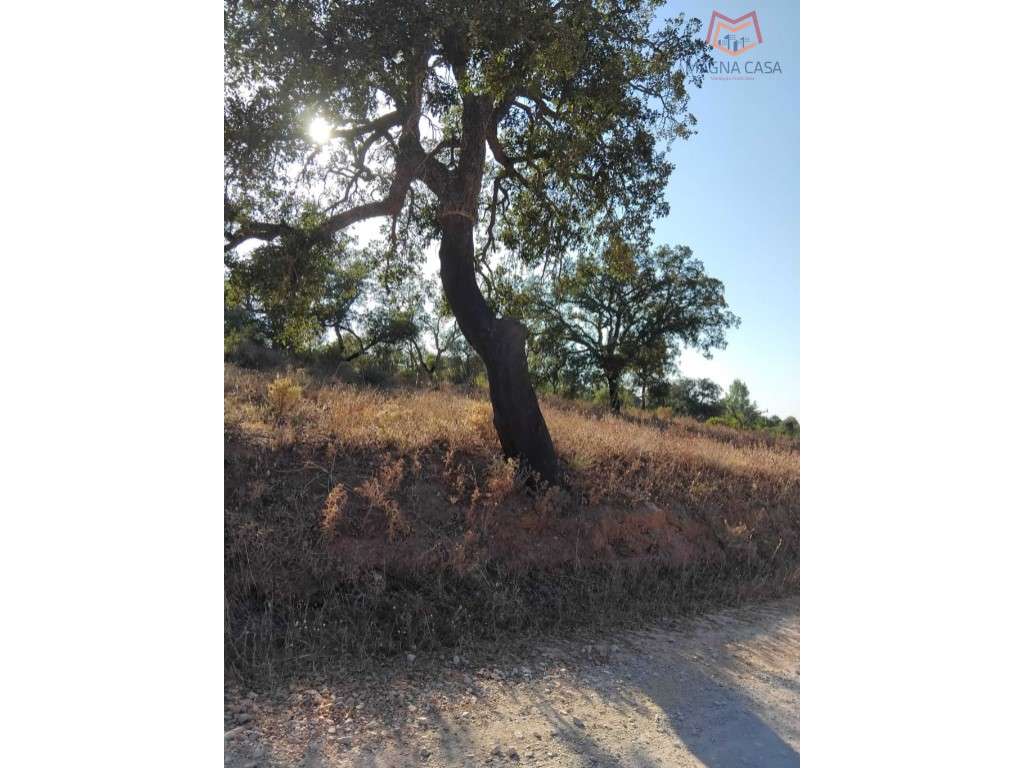 Terreno Alcantarilha, Silves, Algarve - Grande imagem: 4/6
