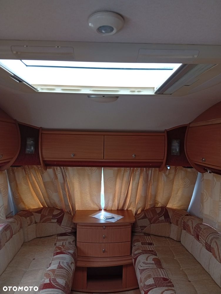 Avondale Golden Auocet - 3