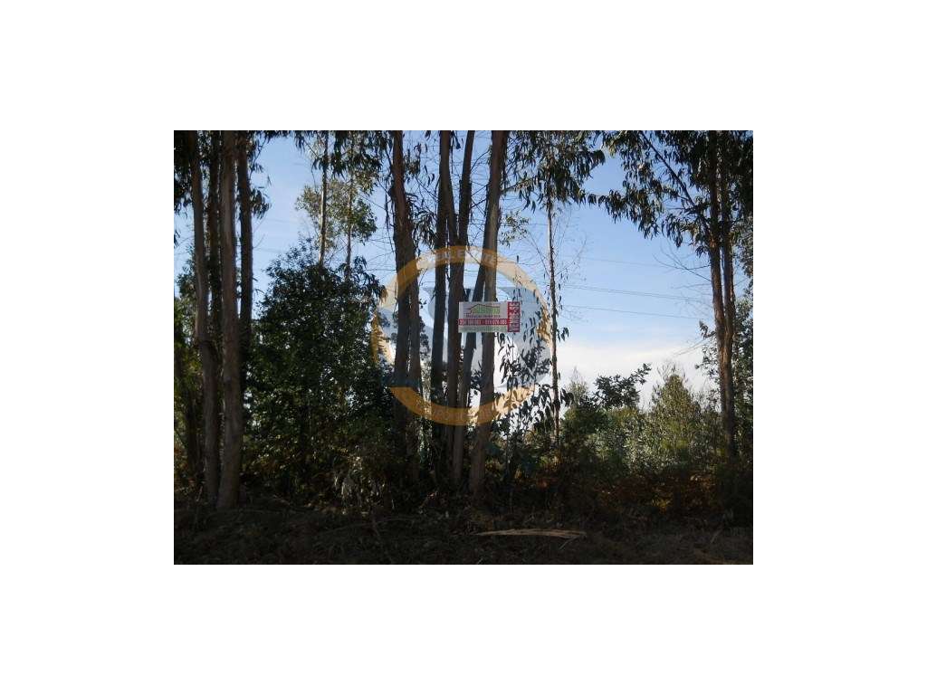 Terreno Venda Oliveira de Azeméis - Grande imagem: 2/3