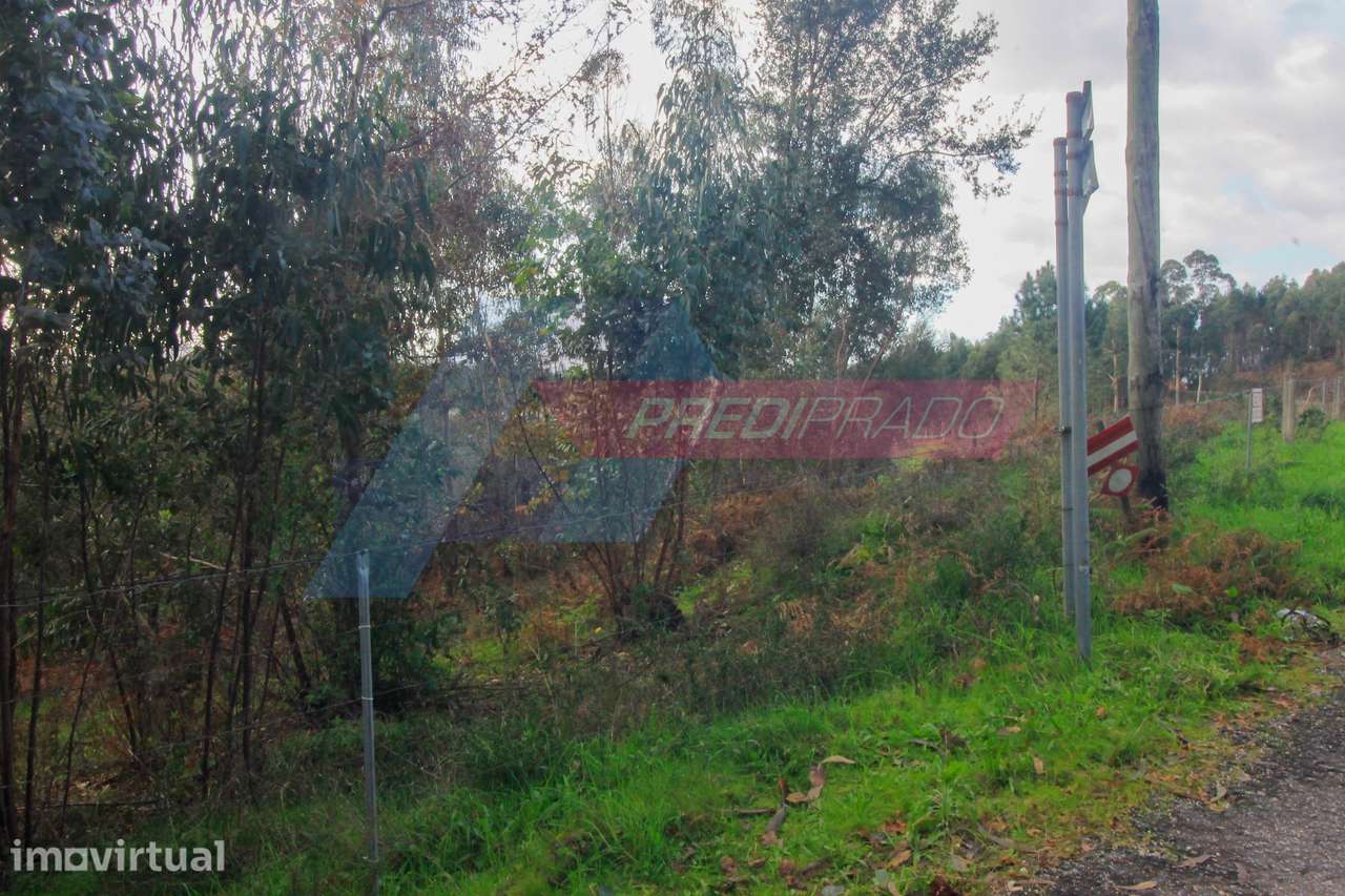 Terreno Florestal com 11822m2! - Grande imagem: 5/9