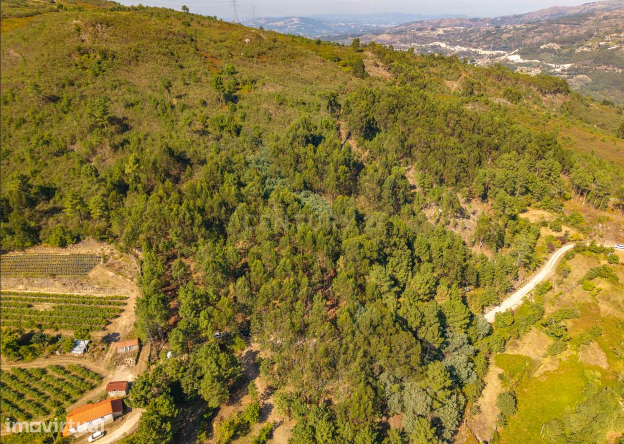 Monte em Paços de Gaiolo – Natureza, tranquilidade e potencial agrícol - Grande imagem: 5/9