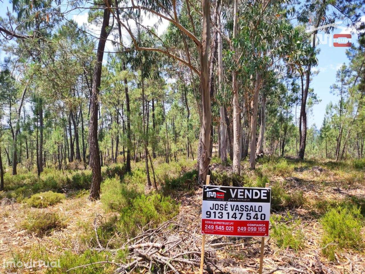 Terreno de charneca, com alguns pinheiros e eucaliptos. - Grande imagem: 2/2