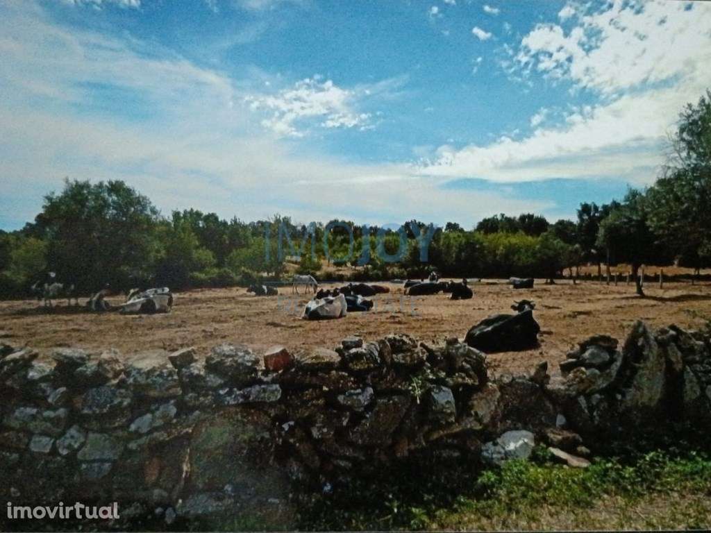 Terreno Rústico para Venda Ade, Guarda - Grande imagem: 4/12