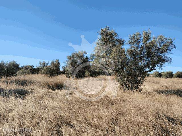 TERRENO RÚSTICO 4500 M2 - Grande imagem: 5/9