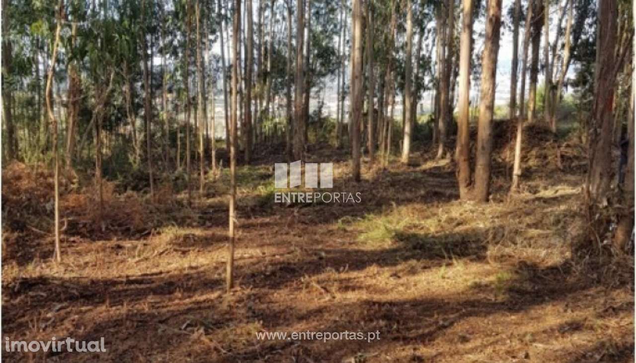 Venda de terreno florestal, Vila Franca, Viana do Castelo - Grande imagem: 3/30