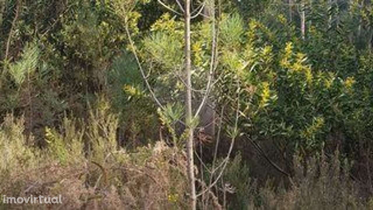 Terreno  para venda - Grande imagem: 2/3