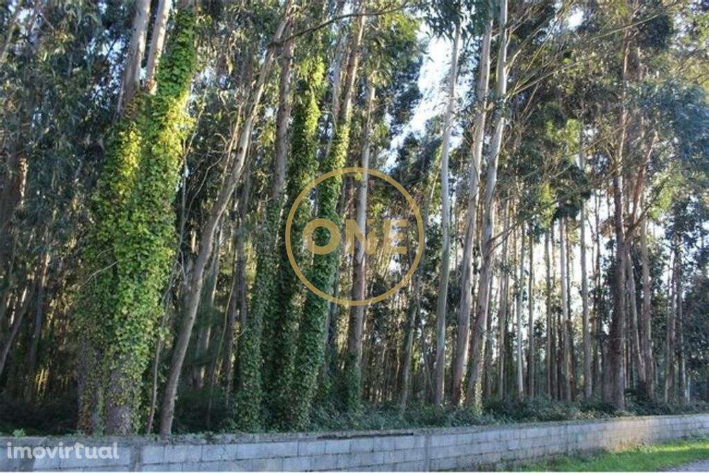 Terreno Pinhal - Grande imagem: 4/5