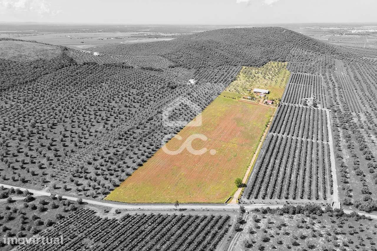Quinta com 7,4 ha c/ Moradia em Renovação e Infraestruturas Agrícolas - Grande imagem: 4/60