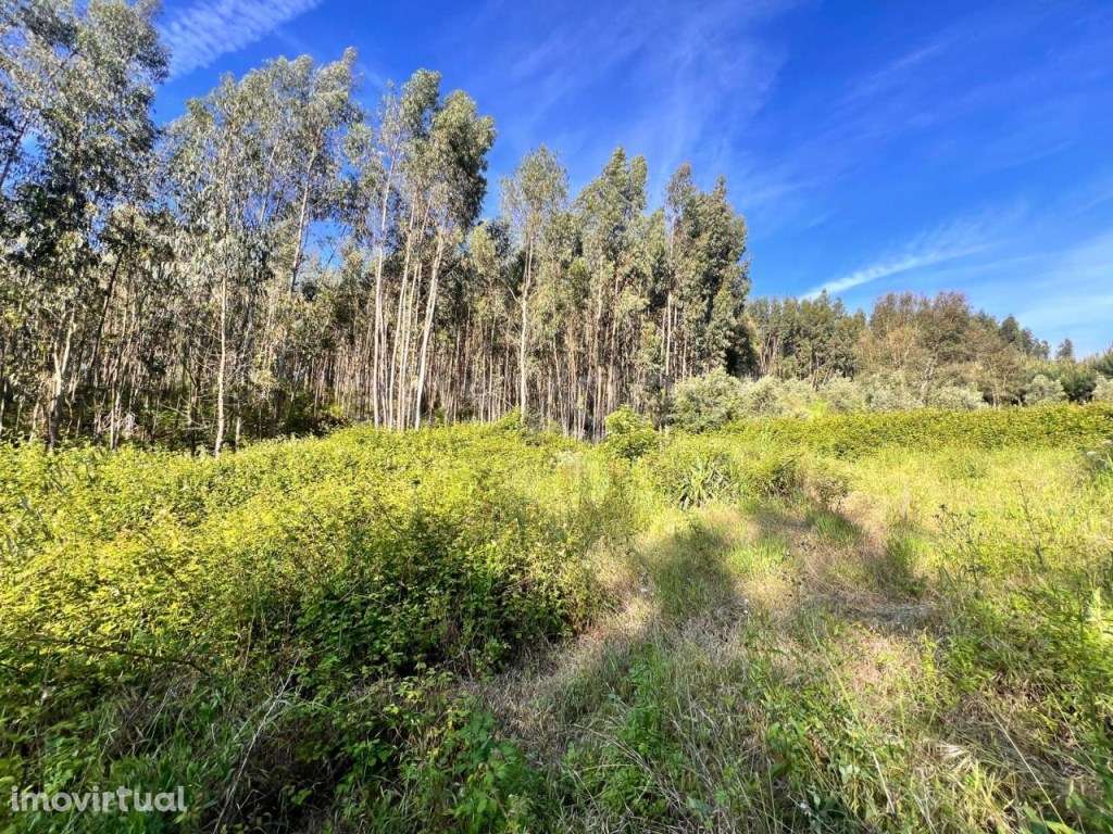 2 Terrenos com área total de 40960m2 em Ferreira do Zezere - Grande imagem: 5/31